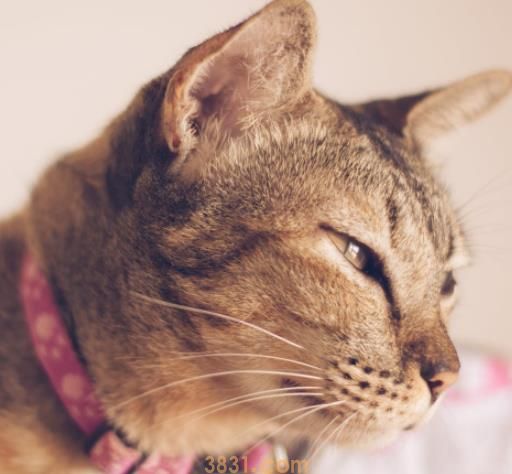 改善猫咪坏习惯 宠主应对及纠正(图2)