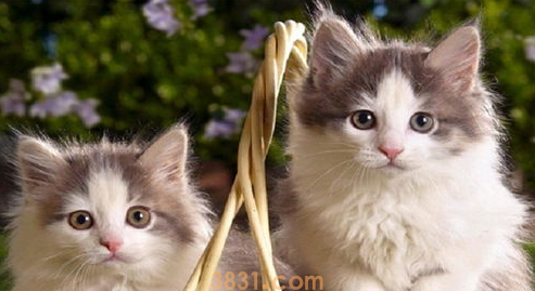 猫咪晚上不睡觉怎么办? 学会这招就能轻松解决!(图1)