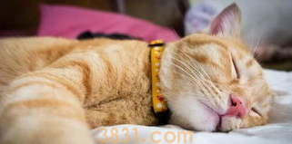 猫咪晚上不睡觉怎么办? 学会这招就能轻松解决!(图2)