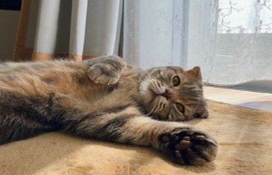 如何缓解猫咪的紧张感?需要做的准备及注意事项!(图2)