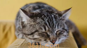 解除猫咪寂寞的方法有哪些?新手必看!(图1)