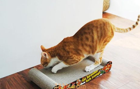 四步让猫咪不再乱抓家具!(图1)