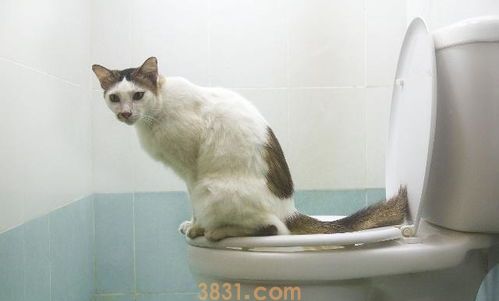 四步让猫咪不再乱抓家具!(图2)