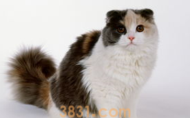 猫咪怕吸尘器怎么办?猫咪一遇到吸尘器就崩溃!(图1)