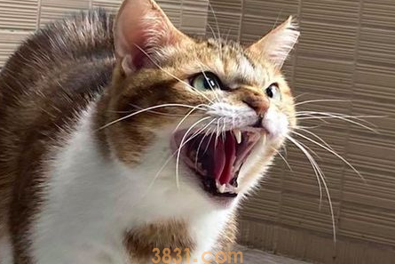 猫咪怕吸尘器怎么办?猫咪一遇到吸尘器就崩溃!(图2)