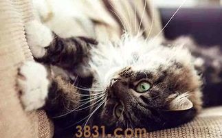 猫咪磨爪原因及抓耙训练(图1)