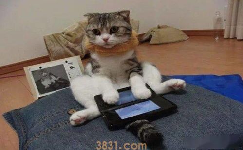 铲屎官怎么训练自家的猫咪? 征服喵星人!(图2)