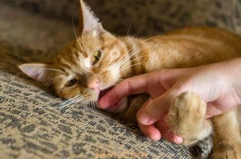 猫咪玩耍爱攻击 预防绝招教给你(图2)