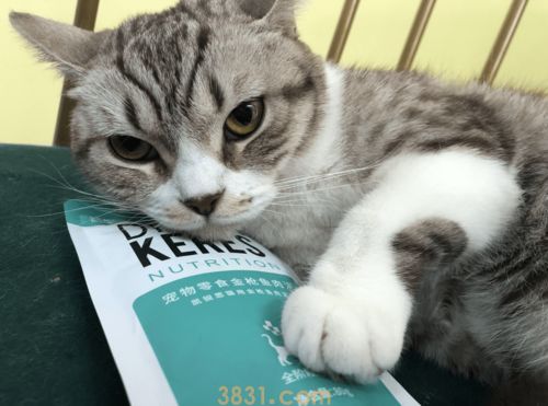 猫的一生:幼、成、老猫喂养指南(图1)