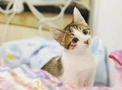 猫的一生:幼、成、老猫喂养指南(图2)