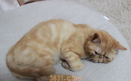 猫咪两岁还能训练吗?猫咪技巧训练!(图1)