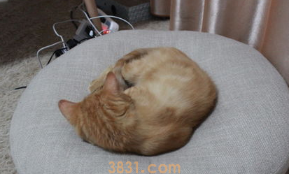 猫咪两岁还能训练吗?猫咪技巧训练!(图2)