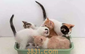猫咪会用猫砂盆还是到处乱拉怎么办?(图1)