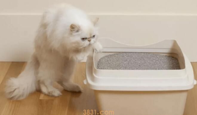 猫咪会用猫砂盆还是到处乱拉怎么办?(图2)