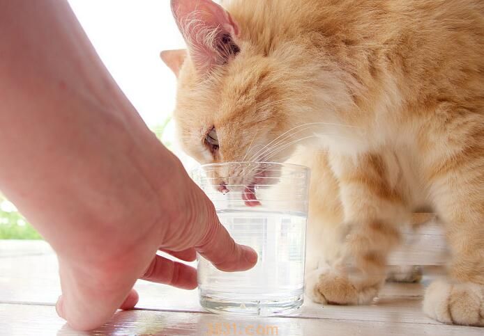 猫咪不喝水,送给不爱喝水猫咪的小妙招!(图2)