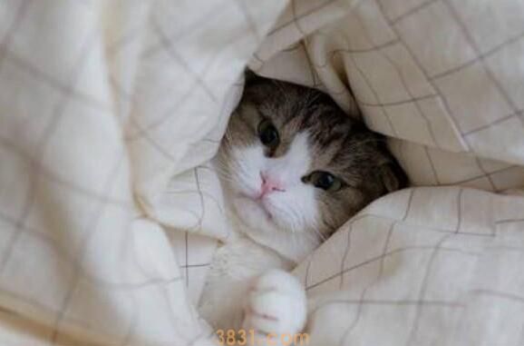 猫咪钻被窝为什么不好?很多铲屎官不知道原因!(图1)