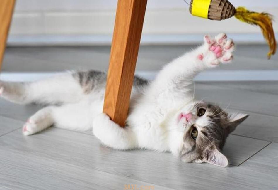 猫咪不听话该如何应对?是你训练猫咪方法没用对!(图1)