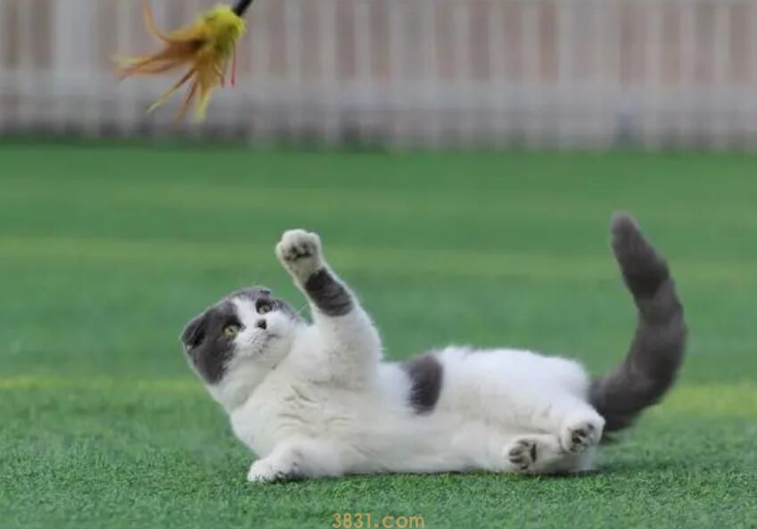 猫咪不听话该如何应对?是你训练猫咪方法没用对!(图2)