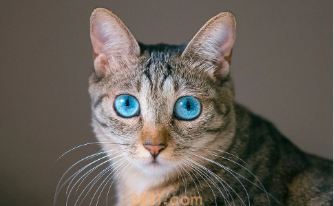 主人不在家如何让猫咪学会独处?猫咪训练!(图1)