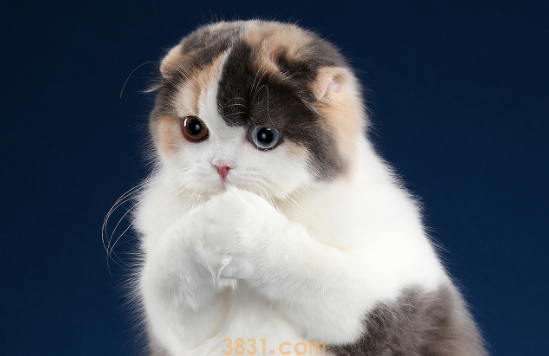 主人不在家如何让猫咪学会独处?猫咪训练!(图2)