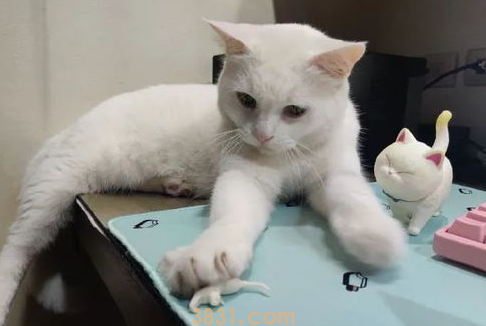 选择猫咪玩具的几个注意事项?可别随意哦!(图1)