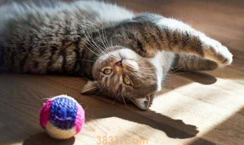 选择猫咪玩具的几个注意事项?可别随意哦!(图2)