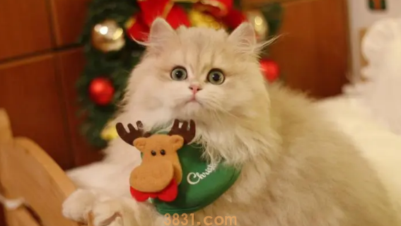 如何取消猫咪的爱心叫醒,铲屎官要怎么委婉拒绝?(图1)