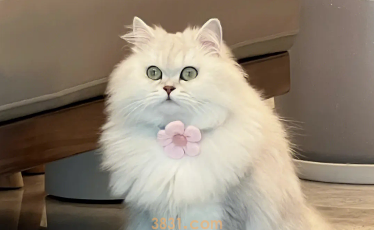 如何取消猫咪的爱心叫醒,铲屎官要怎么委婉拒绝?(图2)