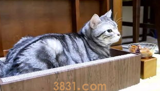 培养猫咪养成良好的饮食习惯,猫咪喂养!(图1)