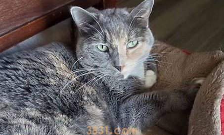 培养猫咪养成良好的饮食习惯,猫咪喂养!(图2)