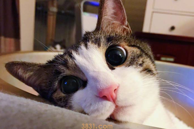 怎么培养猫咪吃饭的规矩?猫咪吃饭习惯!(图1)