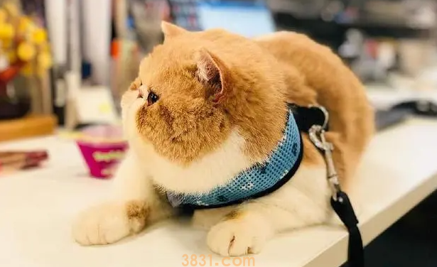 怎么培养猫咪吃饭的规矩?猫咪吃饭习惯!(图2)