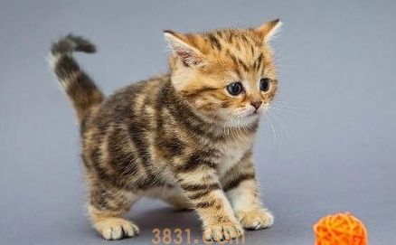 猫咪社交能力差,如何开拓宠物猫咪社交能力?(图1)