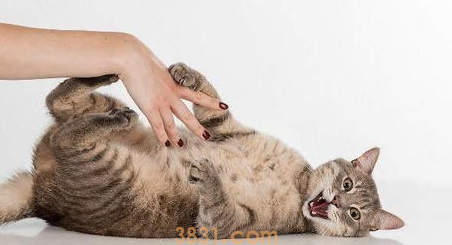 猫咪社交能力差,如何开拓宠物猫咪社交能力?(图2)