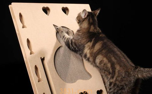 如何解决猫咪抓沙发的习惯呢?(图1)