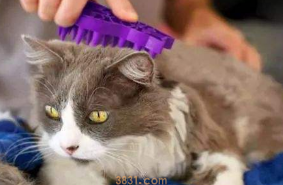 如何解决猫咪抓沙发的习惯呢?(图2)