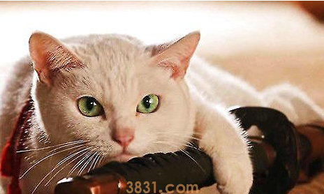 如何训练猫咪摆优美姿式?猫咪技巧训练!(图1)