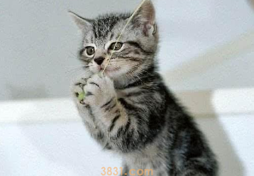 如何训练猫咪摆优美姿式?猫咪技巧训练!(图2)