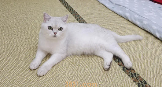 猫咪训练的几个技巧和注意事项,新手训猫养猫必看!(图1)