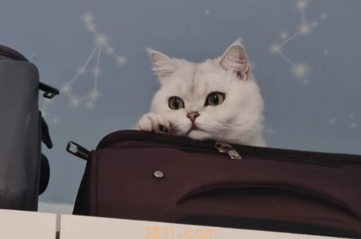 猫咪训练的几个技巧和注意事项,新手训猫养猫必看!(图2)