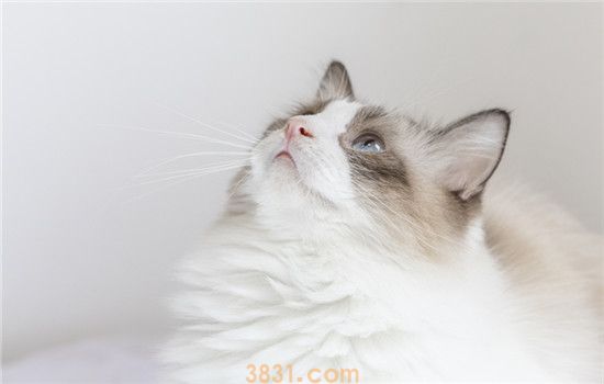 三个月的猫超过人几岁(图1)