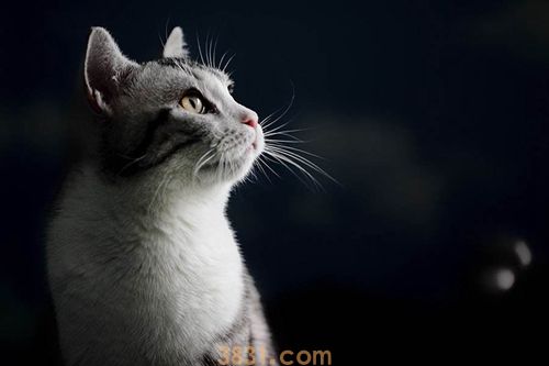 美国短毛猫和英国短毛猫区别(图1)