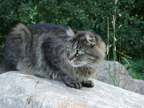 西伯利亚猫乖吗西伯利亚猫性格推荐(图1)