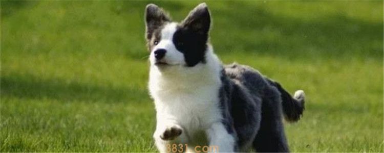 边牧拆家吗 狗狗拆家和智商有关吗(图1)