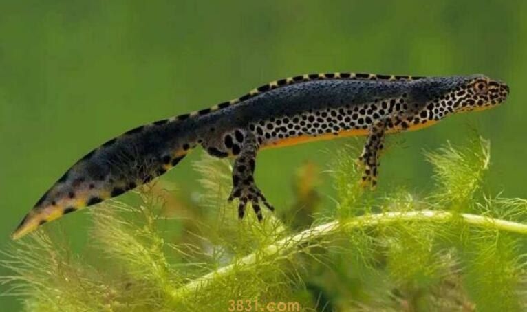 六角蝾螈咬人吗(图1)