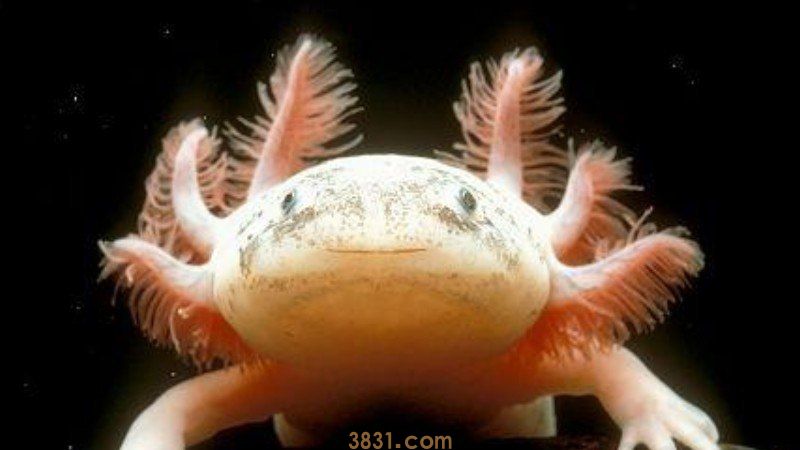 小蝾螈怎么养(图1)