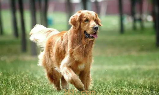 狗狗被蛇咬了肿起来了怎么办啊(图1)