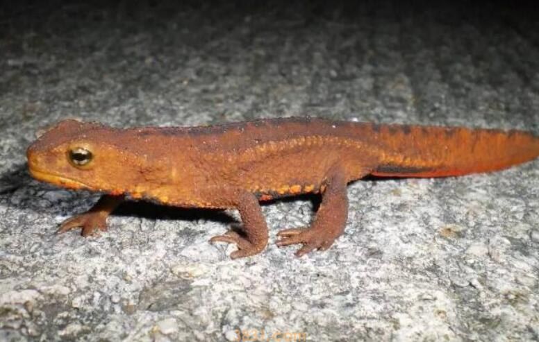 蝾螈吃什么食物(图1)