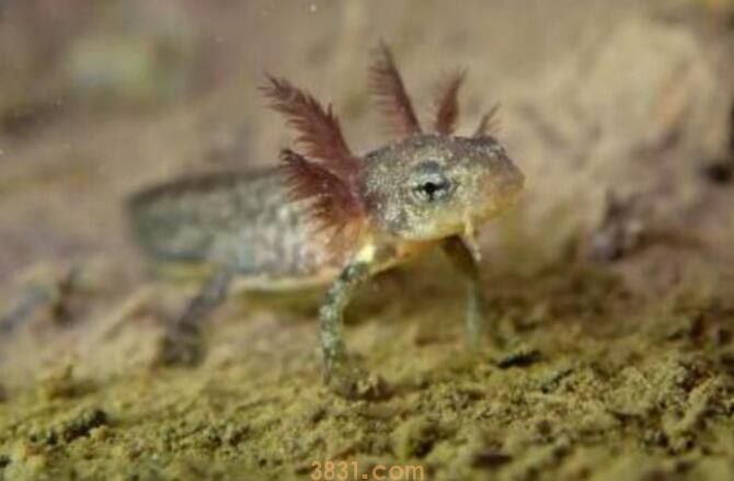 小蝾螈吃什么(图1)