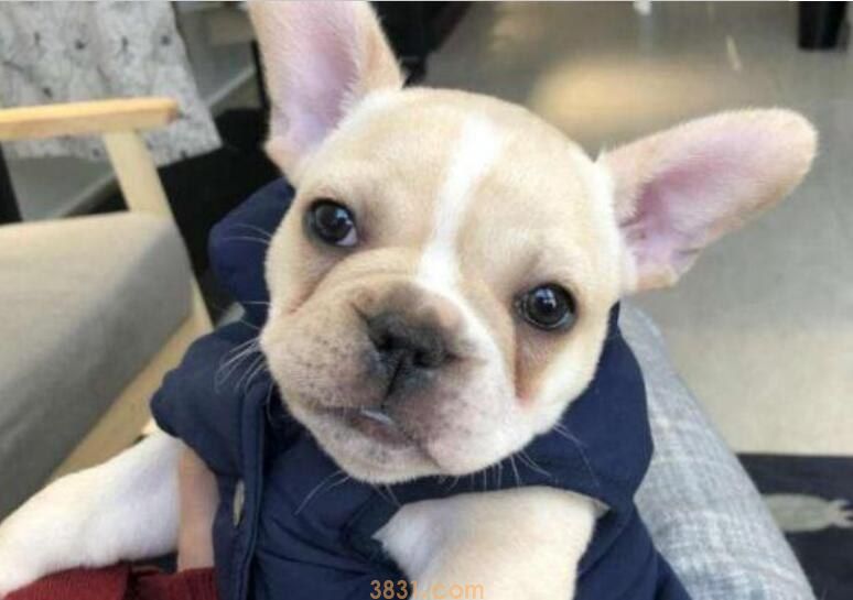 奶油法斗怎么看品相(图1)